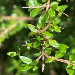 Coprosma quadrifida (Prickly Currant Bush, Native Currant) at Tallaganda State Forest - 27 Feb 2024 by JaneR