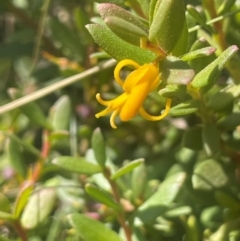 Persoonia asperula (Geebung) at Palerang, NSW - 28 Feb 2024 by JaneR