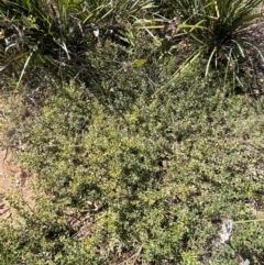 Persoonia asperula at QPRC LGA - 28 Feb 2024