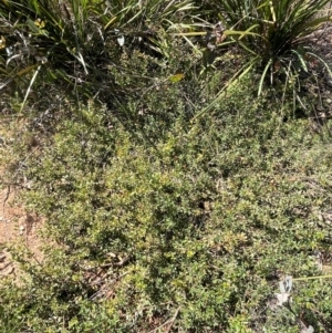 Persoonia asperula at QPRC LGA - 28 Feb 2024