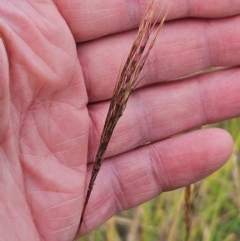 Bothriochloa macra (Red Grass, Red-leg Grass) at The Pinnacle - 28 Feb 2024 by sangio7