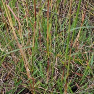 Bothriochloa macra at The Pinnacle - 28 Feb 2024 09:13 AM