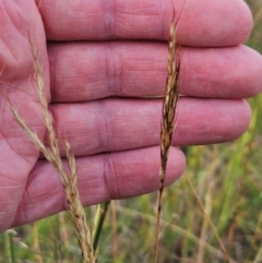 Bothriochloa macra at The Pinnacle - 28 Feb 2024 09:13 AM