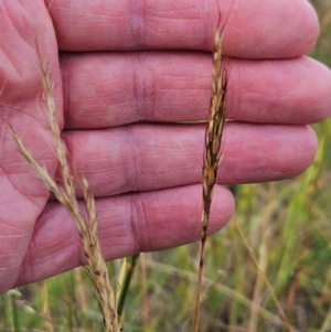 Bothriochloa macra at The Pinnacle - 28 Feb 2024 09:13 AM