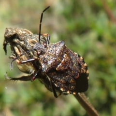 Pentatomidae (family) (Shield or Stink bug) at Namadgi National Park - 26 Feb 2024 by Christine