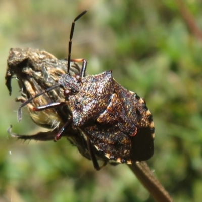 Unidentified True bug (Hemiptera, Heteroptera) at Cotter River, ACT - 26 Feb 2024 by Christine