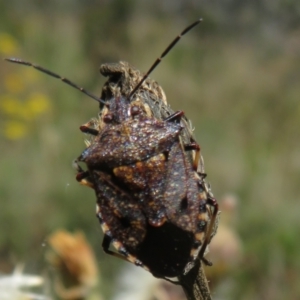 Pentatomidae (family) at Namadgi National Park - 26 Feb 2024 12:35 PM