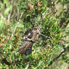 Acripeza reticulata (Mountain Katydid) at Cotter River, ACT - 26 Feb 2024 by Christine