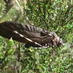 Acripeza reticulata at Namadgi National Park - 26 Feb 2024