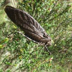 Acripeza reticulata at Namadgi National Park - 26 Feb 2024