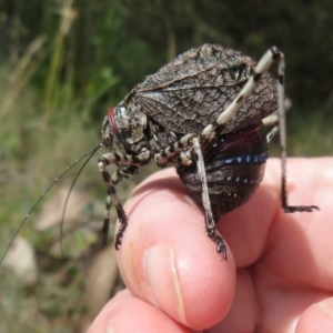 Acripeza reticulata at Namadgi National Park - 26 Feb 2024 11:42 AM