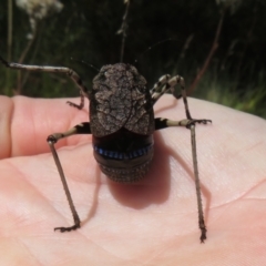 Acripeza reticulata at Namadgi National Park - 26 Feb 2024 11:42 AM