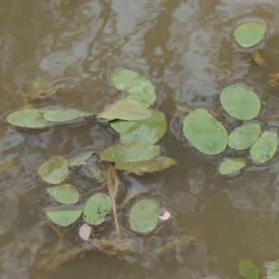 Potamogeton sulcatus (Pondweed) at Bonner, ACT - 4 Nov 2023 by michaelb