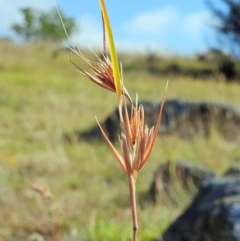 Themeda triandra (Kangaroo Grass) at Hawker, ACT - 27 Feb 2024 by sangio7