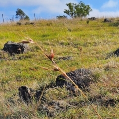 Themeda triandra at The Pinnacle - 28 Feb 2024 09:38 AM