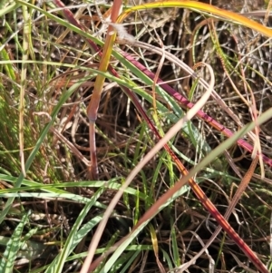 Themeda triandra at The Pinnacle - 28 Feb 2024