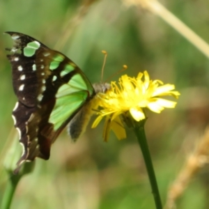 Graphium macleayanum at Namadgi National Park - 26 Feb 2024