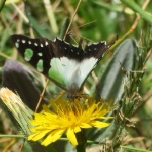 Graphium macleayanum at Namadgi National Park - 26 Feb 2024 12:27 PM