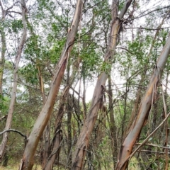Eucalyptus parvula at Lower Cotter Catchment - 29 Feb 2024