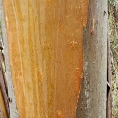 Eucalyptus parvula at Lower Cotter Catchment - 29 Feb 2024
