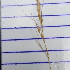 Nassella trichotoma (Serrated Tussock) at Lower Cotter Catchment - 28 Feb 2024 by Steve818