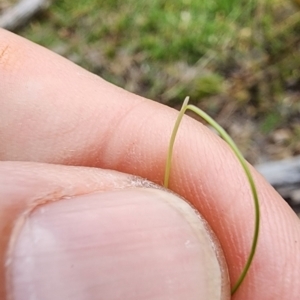 Nassella trichotoma at Lower Cotter Catchment - 29 Feb 2024