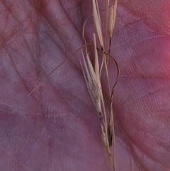 Austrostipa scabra (Corkscrew Grass, Slender Speargrass) at Whitlam, ACT - 27 Feb 2024 by sangio7