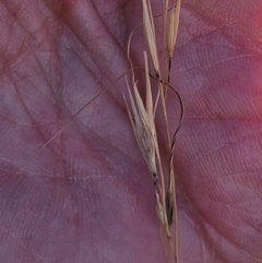 Austrostipa scabra (Corkscrew Grass, Slender Speargrass) at The Pinnacle - 28 Feb 2024 by sangio7