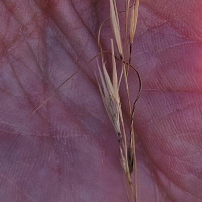 Austrostipa scabra (Corkscrew Grass, Slender Speargrass) at The Pinnacle - 28 Feb 2024 by sangio7