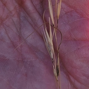 Austrostipa scabra at The Pinnacle - 28 Feb 2024