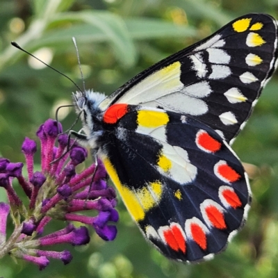 Delias aganippe (Spotted Jezebel) at QPRC LGA - 29 Feb 2024 by MatthewFrawley