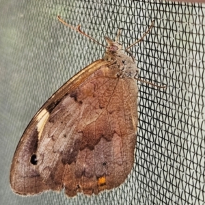 Heteronympha merope at Hawker, ACT - 28 Feb 2024