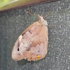 Heteronympha merope at Hawker, ACT - suppressed