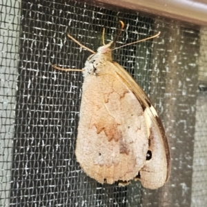 Heteronympha merope at Hawker, ACT - suppressed