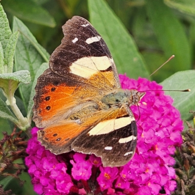 Vanessa itea (Yellow Admiral) at QPRC LGA - 29 Feb 2024 by MatthewFrawley