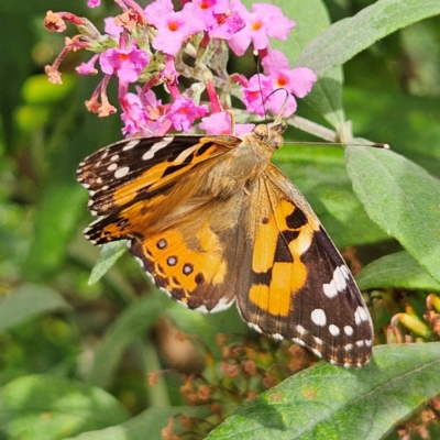 Vanessa kershawi (Australian Painted Lady) at QPRC LGA - 29 Feb 2024 by MatthewFrawley