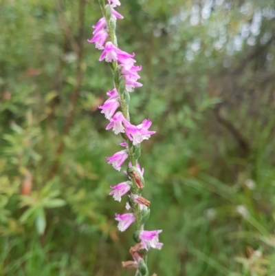 Spiranthes australis (Austral Ladies Tresses) at Penrose, NSW - 24 Feb 2024 by Aussiegall