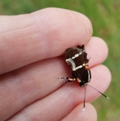 Hecatesia fenestrata (Common Whistling Moth) at Wingecarribee Local Government Area - 26 Feb 2024 by Aussiegall