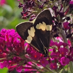 Nyctemera amicus (Senecio Moth, Magpie Moth, Cineraria Moth) at QPRC LGA - 29 Feb 2024 by MatthewFrawley