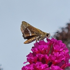 Taractrocera papyria (White-banded Grass-dart) at QPRC LGA - 29 Feb 2024 by MatthewFrawley