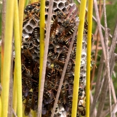 Polistes (Polistes) chinensis (Asian paper wasp) at Macgregor, ACT - 28 Feb 2024 by Peachli