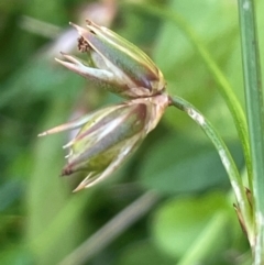 Juncus homalocaulis (A Rush) at Tallaganda National Park - 28 Feb 2024 by JaneR