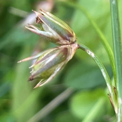 Juncus homalocaulis (A Rush) at Tallaganda National Park - 28 Feb 2024 by JaneR