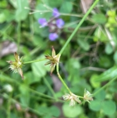 Juncus fockei at QPRC LGA - 28 Feb 2024