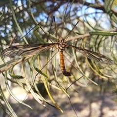 Ptilogyna sp. (genus) (A crane fly) at Oakey Hill NR (OHR) - 28 Feb 2024 by CraigW