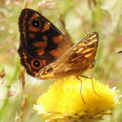 Oreixenica correae (Orange Alpine Xenica) at Namadgi National Park - 28 Feb 2024 by JohnBundock