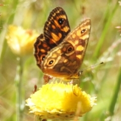 Oreixenica correae at Namadgi National Park - 28 Feb 2024