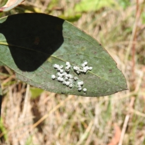 Eurymelinae (subfamily) at Namadgi National Park - 28 Feb 2024