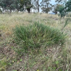 Dianella revoluta var. revoluta (Black-Anther Flax Lily) at Franklin, ACT - 29 Feb 2024 by nathkay