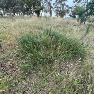 Dianella revoluta var. revoluta at Franklin, ACT - 29 Feb 2024